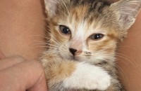 2개월 반 된 에너지 넘치는 이쁜 여아 분양드립니다.