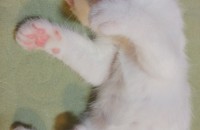 스트레이트 폴드