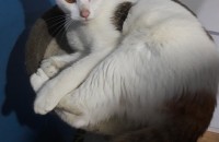 1년된 코리안숏헤어 분양합니다