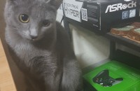 두살된 러시안블루 미묘 고양이 무료분양합니다