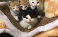 애기 길냥이 분양해요