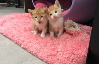 예쁜 코숏 아가들 분양합니다 ^^