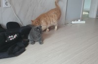 개냥이 무료분양