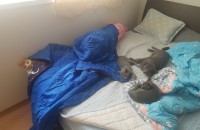 개인사정으로 고양이 무료분양합니다