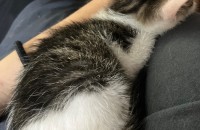 코숏 생후 2-3개월 분양