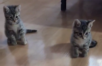 코숏암컷2마리입니다