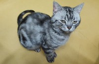 고양이무료분양