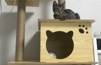 코리안숏헤어 아기고양이 급한사정으로 분양합니다 (서울)