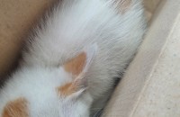 어미에게 버림받은 아기냥이(생후 1개월 추정) 분양합니다.