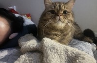 고양이 브숏 분양합니다