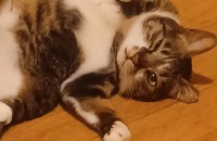 2살 고양이 뚱이