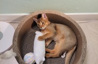 매력적인 개냥이 아비시니안 1살(숫컷) 새로운 주인을 찾습니다