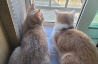 브리티쉬숏헤어무료분양합니다