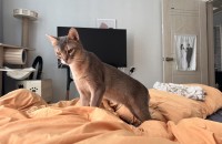 예쁜 아비시니안 왕자님이 가족을구해요