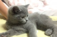 (대구)6개월 된 고양이 분양 보냅니다.