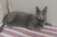 러시안 블루 분양 합니다