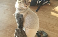 좋은 집사님 구합니다.