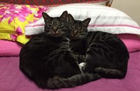 한국고양이 남아 두마리 분양해드립니다