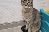 브리티쉬  아비시니안 두마리 분양합니다ㅠ