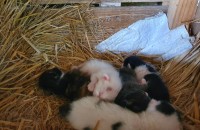 회사내 고양이 아기 분양드립니다.