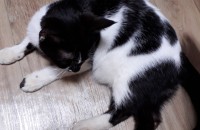 여아 이고 사람잘 따라요ㅠ  무료분양입니다사료드림정말  고양이 사랑하시는분