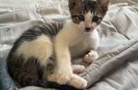 대전 약3개월 된 남자애기 고양이 분양 보냅니당