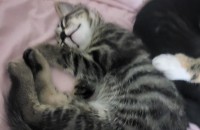 고양이 무료분양 합니다...