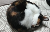 원주 코숏 5개월 분양합니다