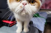 엑조틱   남아  4살   입암보내려구요.