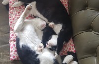 춘천 고양이 두마리 분양합니다