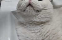 이사가야하는데 집주인과의 트러블로 예쁜아가의 좋은 가족분들 찾습니다 ㅠ 애교엄청많아요