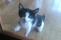 개냥이 여아 데려가세요!