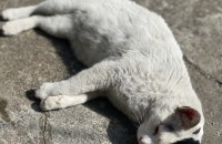 고양이 분양 경남김해