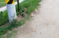 2일전 밤 유기된 집고양이 아가 4마리 분양합니다.