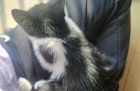 구조된 코숏 아깽이 집사님 찾습니다(청주 및 인근지역)