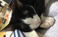 집안의 반대로 못키우게 되었습니다.도움이필요합니다..