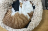 (부산,양산)5~6개월령 치즈냥이 코숏 무료분양 합니다.