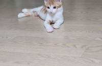 부산 양산 5개월령 추정 코숏 무료분양 합니다.