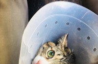 고양이 무료 분양합니다~