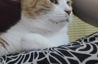 [안산]고양이 둘 입양 보냅니다(여아 다온,남아 리온)