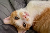 사람을 너무 좋아하는 세상 귀여운 노랑이의 입양처를 구합니다