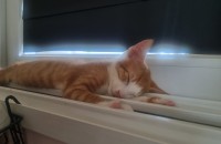 길에서 어렵게 구조한 아기냥이 뽀야의 평생 집사님 찾아요