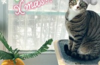 [서울/경기]보석 같이 기품있는 고양이계의 보석!! 루비의 집사님을 찾아요