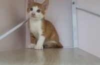 최고 귀염이 2개월령 아기고양이 뽀야를 평생 지켜주실 분!!