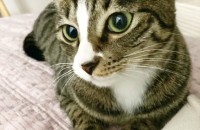 보석 같이 기품있는 고양이계의 보석!! 루비의 집사님을 찾아요