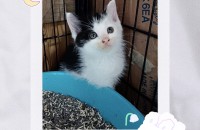 [서울/경기] 2개월된 아기냥이 다옹이의 가족을 찾아요