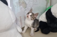 2개월된 아기고양이 두마리 분양합니다