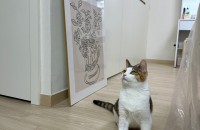 미스냥코리아!! 이름처럼 이쁜 냥이 미소의 집사님 어디 있나요?