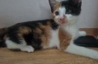 사랑스러운 삼색 아기냥이 세나의 가족을 찾습니다