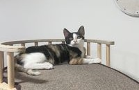 저도 사랑받고 싶어요. 이쁘지 않아서 아무도 입양문의를 하지 않는 아기냥이 자두의 가족을 찾아요